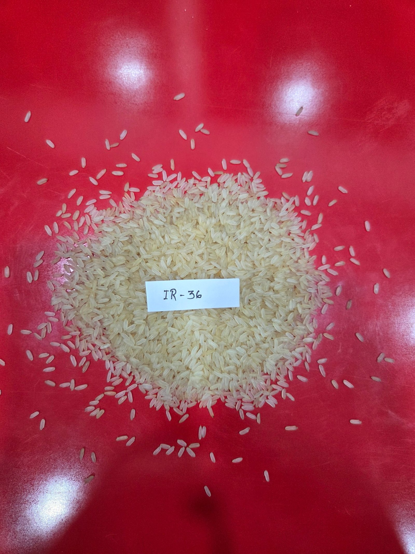 IR-36 RICE